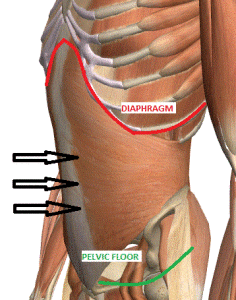 Setting the core using the TVA & intra abdominal pressure