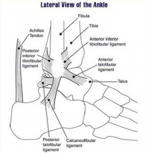 Lateral ankle ligaments Thanks to Quadell for the use of this pic
