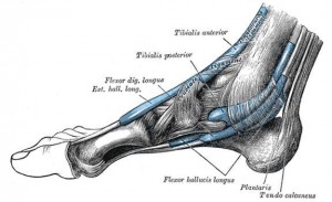 Muscle that support the arch of the foot