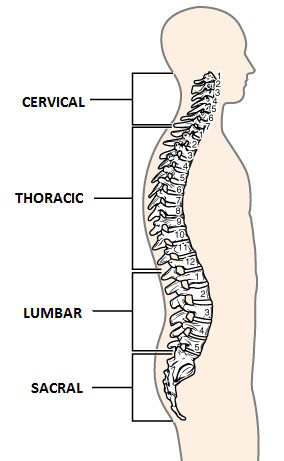 Spinal curves thanks to OpenStax College for the use of this image